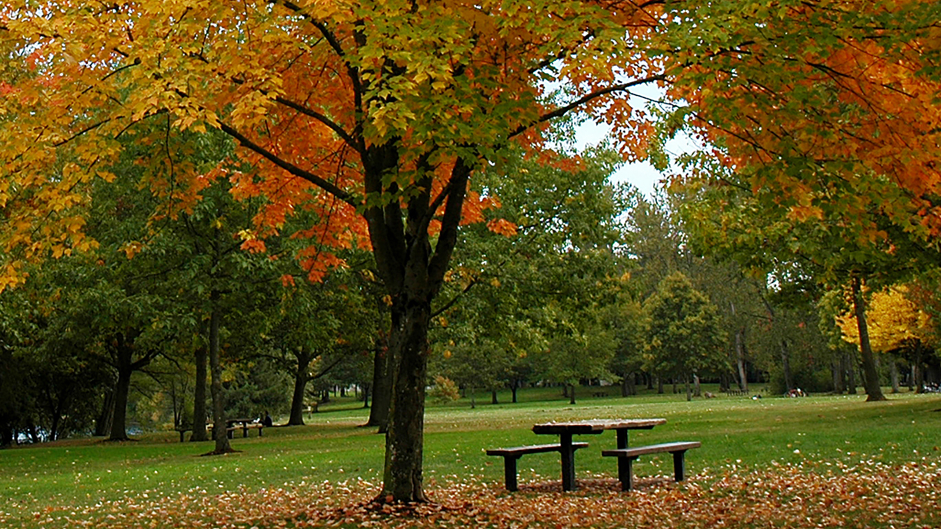 Neighborhood Parks are Enjoyed by People and Dogs in Brookfield