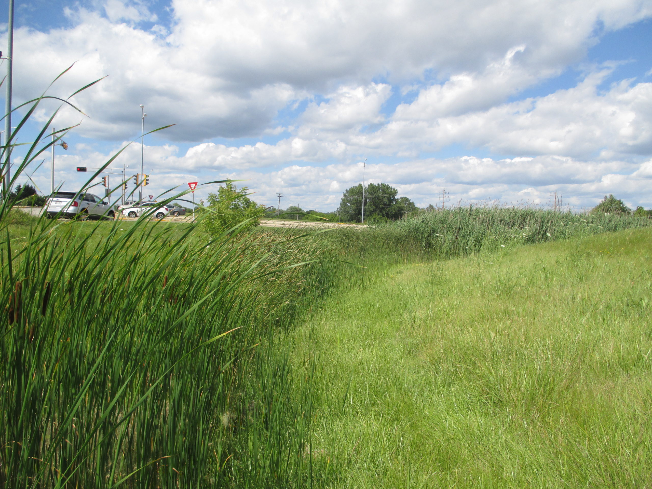 wetlands-rasmith
