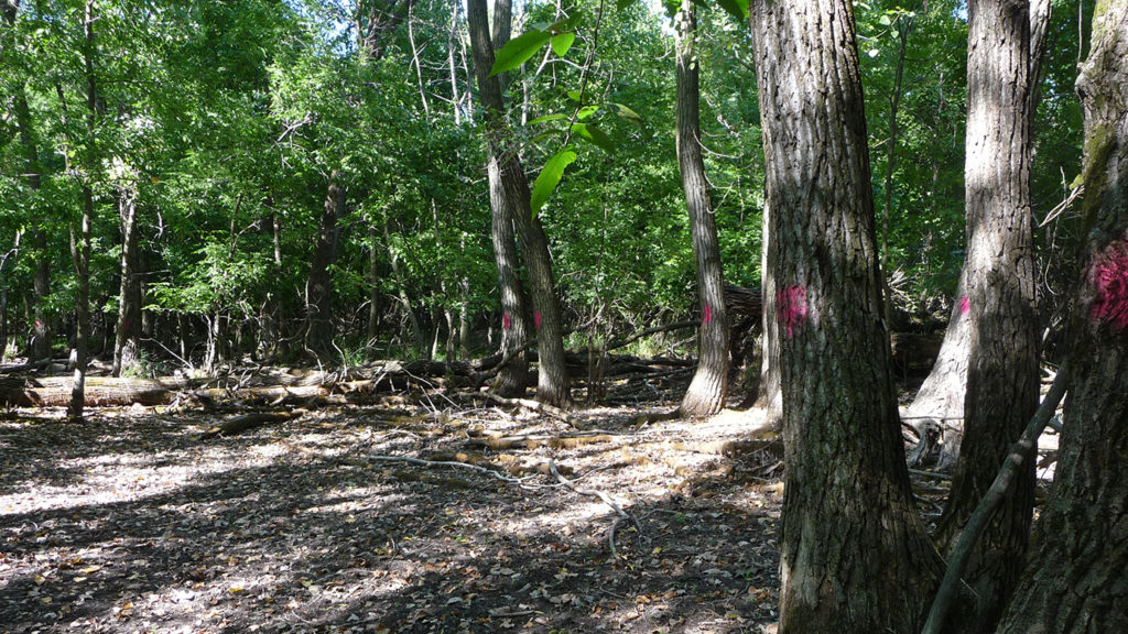 In-process tree inventory
