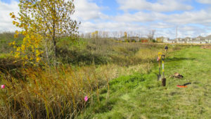 Southpoint Commerce Business Park Wetlands