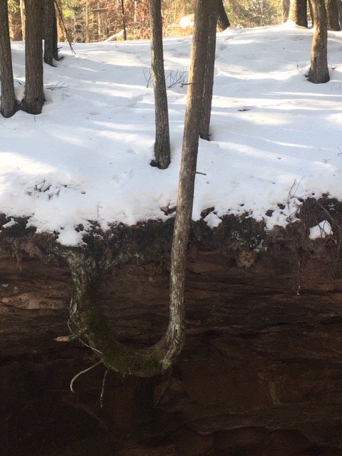 This photo shows a hemlock tree that has adapted to growing out of a rock near Chequamegon Bay on Lake Superior in Bayfield, WI.