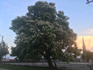 The white spring flowers provide a dramatic display.