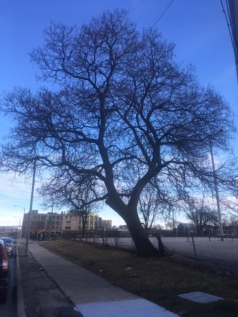 The rugged character of the Catalpa appears quite striking against the winter sky.