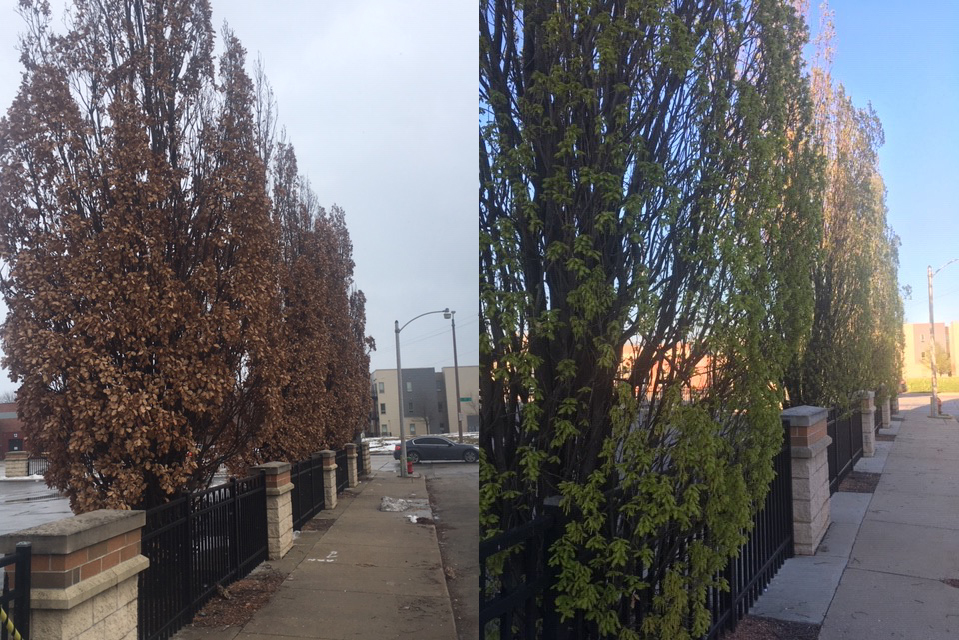 Columnar oak in autumn and spring, planted in a narrow greenspace near downtown Milwaukee.