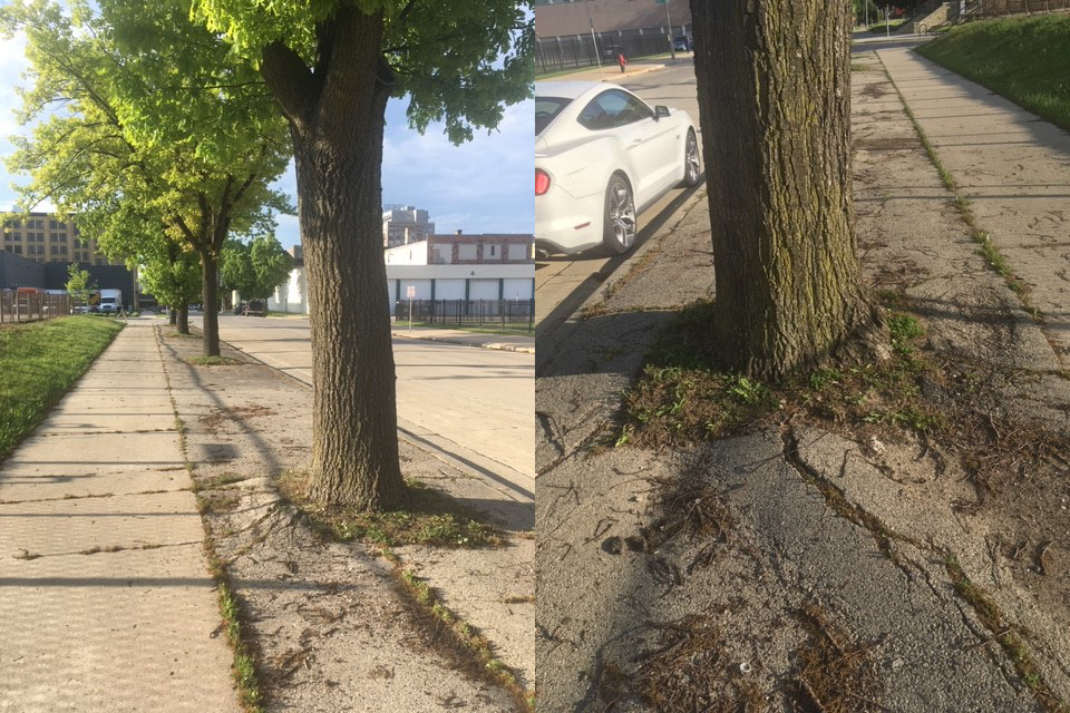 Over time, these significant oak trees will decline and will need to be removed at a significant cost.