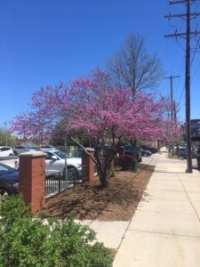 This redbud tree provides a beautiful display of pink flowers in early spring along an urban edge near downtown Milwaukee.