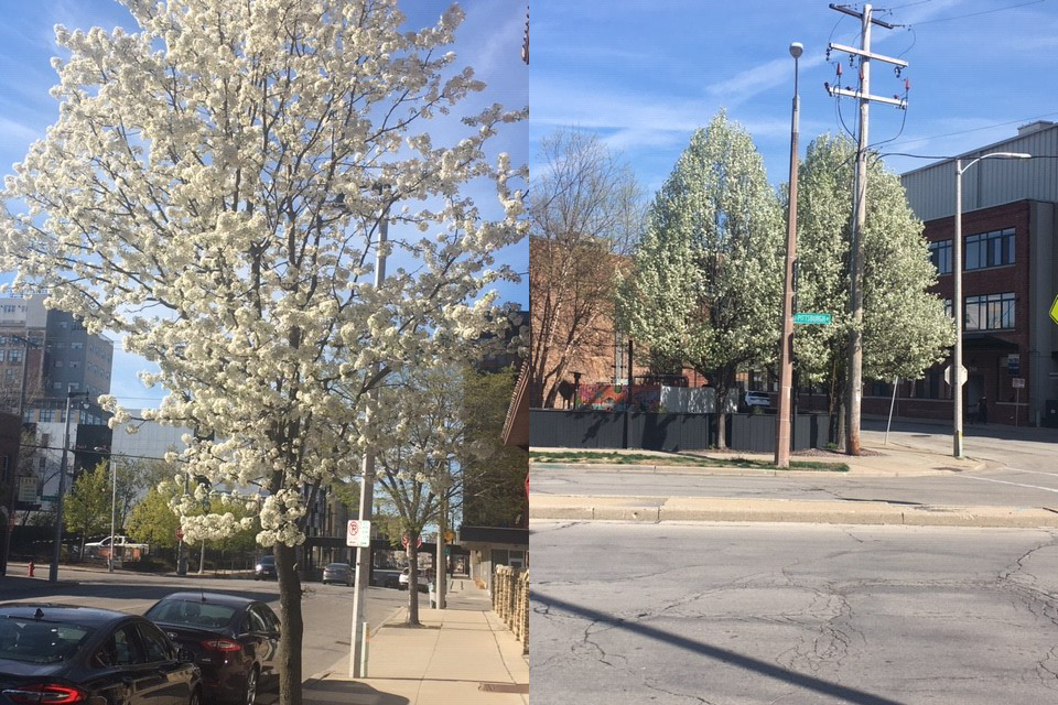 The malodorous flowers of flowering pear trees provide a beautiful display of white blooms in spring.