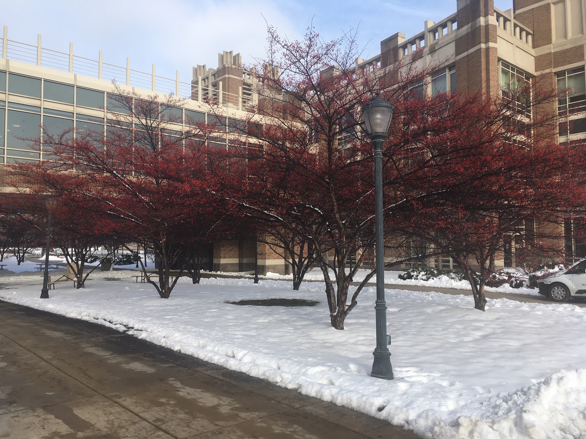 One of the best attributes of flowering crabapple is the display of fruit in winter, which contrasts with the snow and leafless landscape.