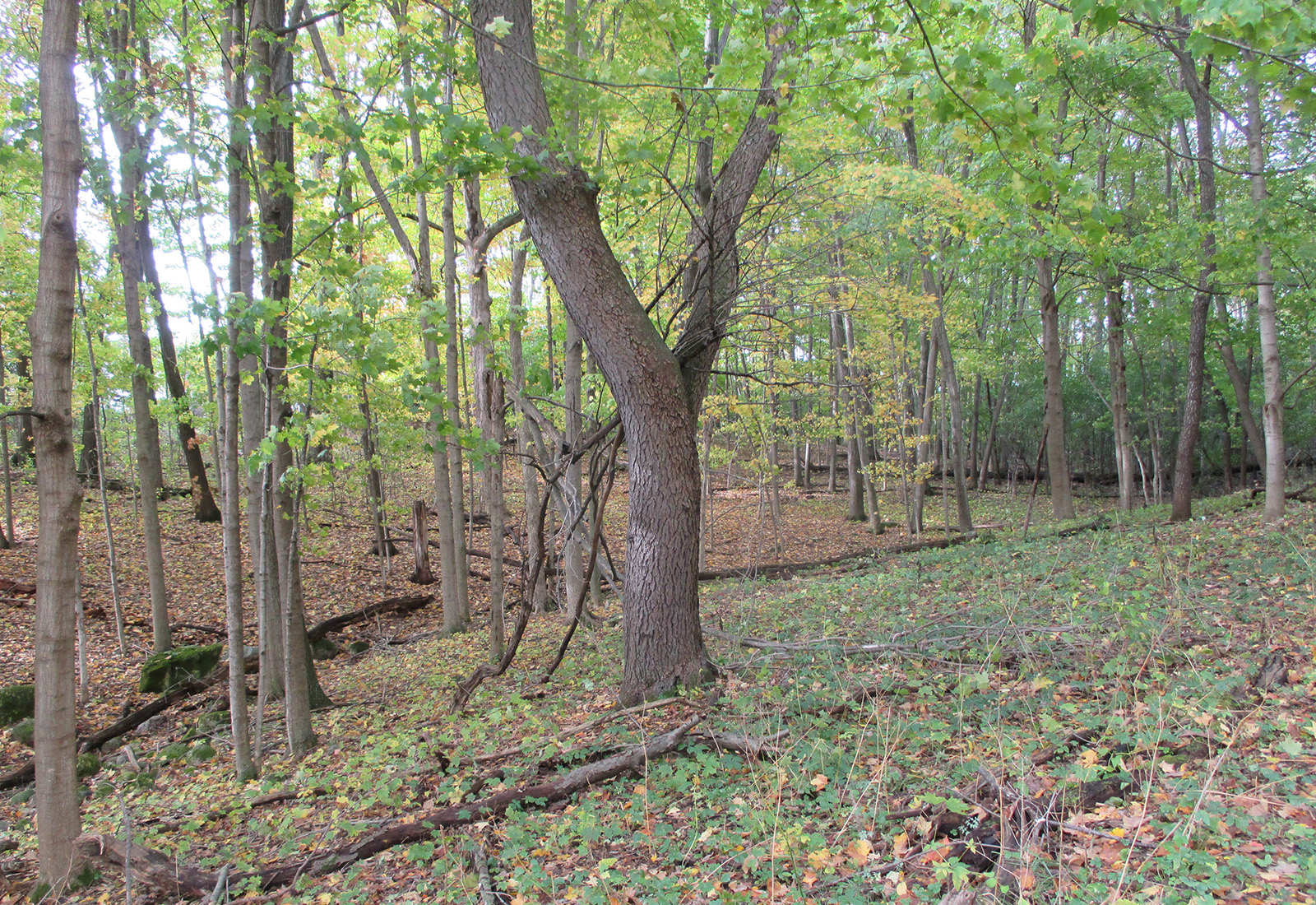 Monarch Subdivision Wetland Delineation and Tree Inventory - raSmith